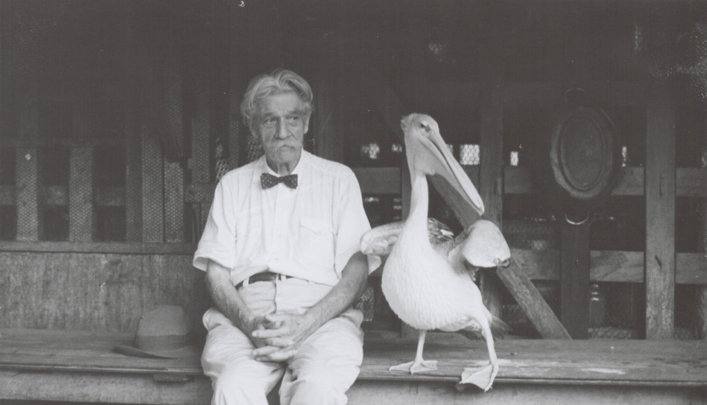 Albert Schweitzer a été un précurseur de la pensée écologique. Il avait pour animal de compagnie un pélican baptisé Parsifal. Albert Schweitzer a été un précurseur de la pensée écologique. Il avait pour animal de compagnie un pélican baptisé Parsifal. / © Archives Maison Schweitzer-Gunsbach