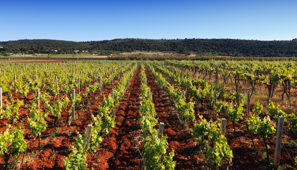 Vignoble dans la région des Pouilles, Italie Vignoble dans la région des Pouilles, Italie / ©iStock