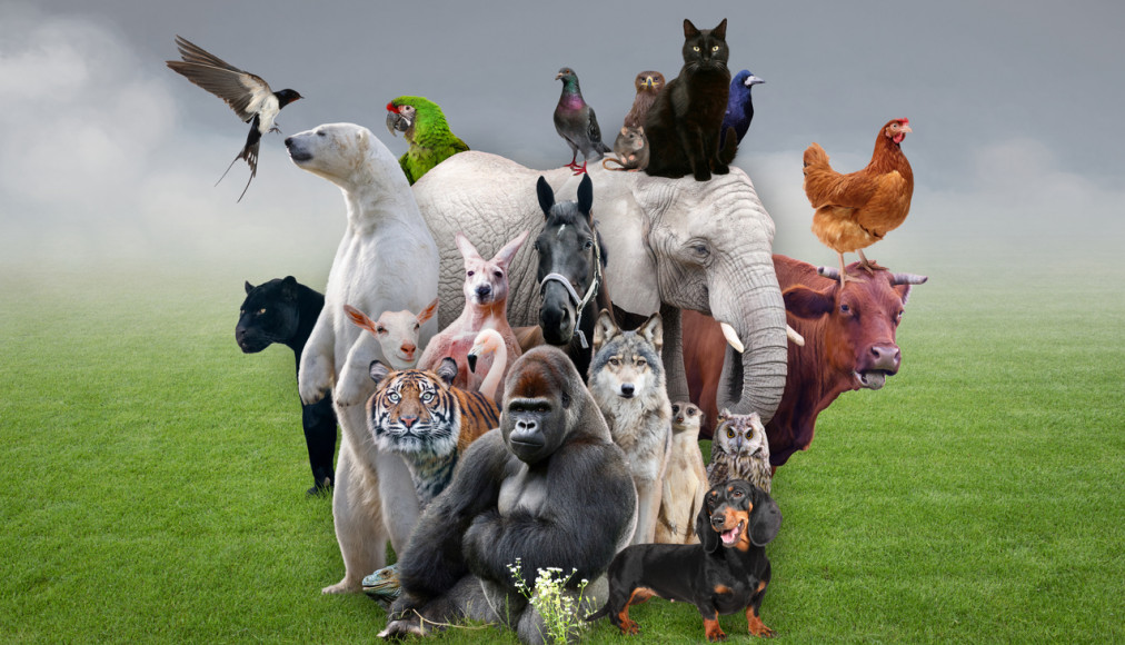 Alors que les antispécistes revendiquent de considérer les animaux comme des individus à part entière, que sait-on réellement de leur vie intérieure et de leur possible spiritualité? Alors que les antispécistes revendiquent de considérer les animaux comme des individus à part entière, que sait-on réellement de leur vie intérieure et de leur possible spiritualité? / IStock