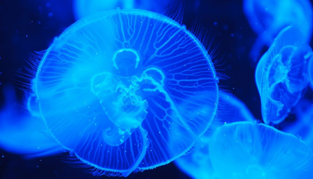 La méduse Turritopsis Dohrnii est un animal immortel La méduse Turritopsis Dohrnii est un animal immortel / Meduse l’immortelle