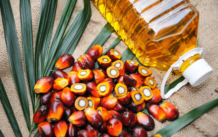 Huile et fruits du palmier / ©iStock / slpu9945